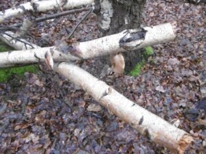 Dead Birch tree with Birch Polypore