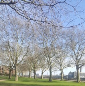 London Plane trees and Island Gardens