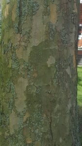 London Plane Tree Mottled Bark