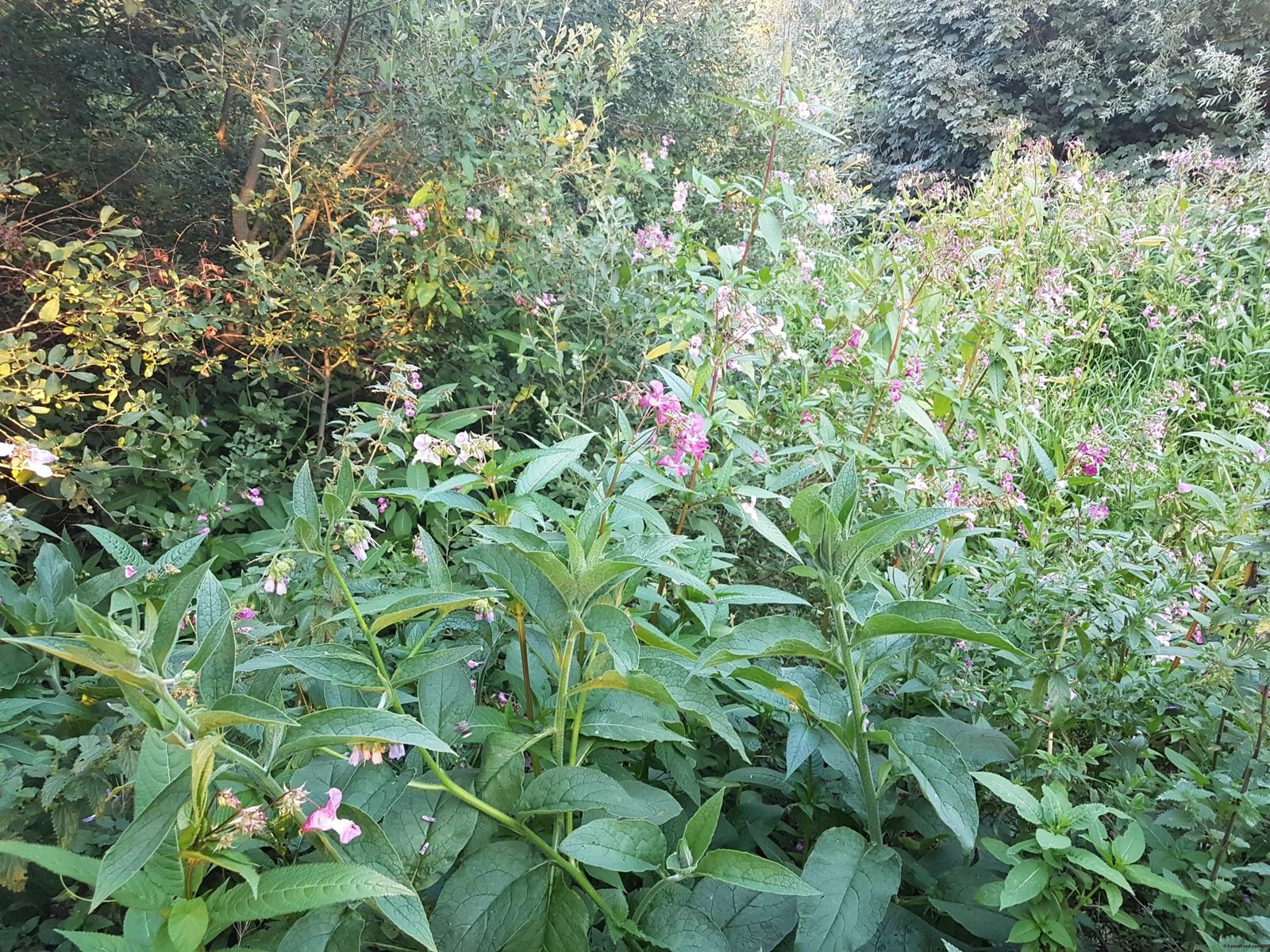 Himalayan Balsam – Invasive Pest Or Tasty Food? – Found Food