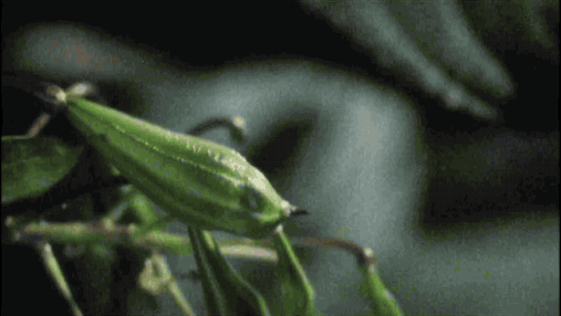 Himalayan Balsam – Invasive Pest or Tasty Food?